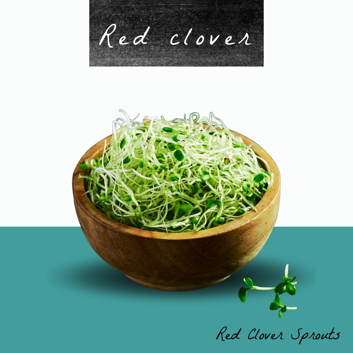 Red Clover Sprout Seeds